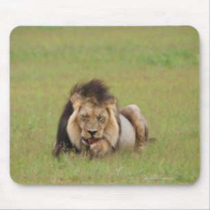 Mousepad leão masculino, Panthera leo, limpando-se,