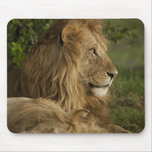 Mousepad Leão, Panthera leo, Lower Mara, Masai Mara GR,