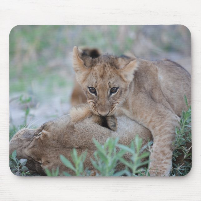 Mousepad Leão (Panthera leo) mordendo orelha das mães (Frente)