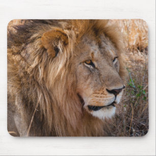 Mousepad Leão Reserva Nacional Maasai Mara, Quênia