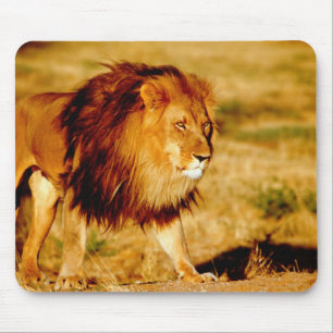 Mousepad Leão Solitário