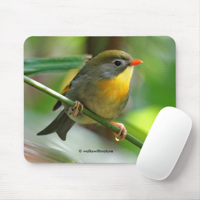 Mousepad Leiothrix colorida / Pekin Robin Pássaro Canoro (Com mouse)