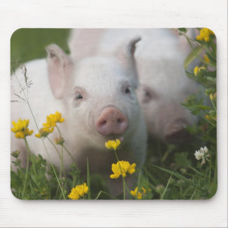Mousepad Leitão branco cercado por flores amarelas