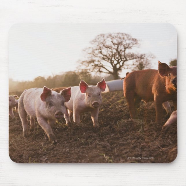 Mousepad Leitões em Barnyard (Frente)