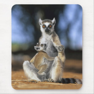 Mousepad Lêmure-de-cauda-anelada, (Lemur catta), Mãe e