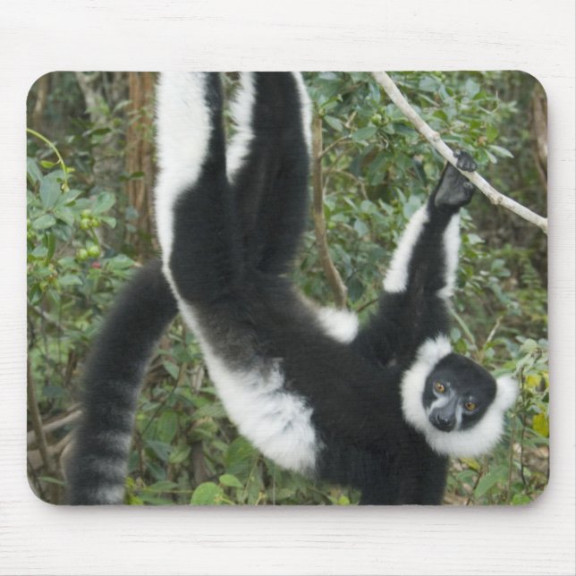 Mousepad Lêmure-rufo-preto-e-branco, (Varecia (Frente)