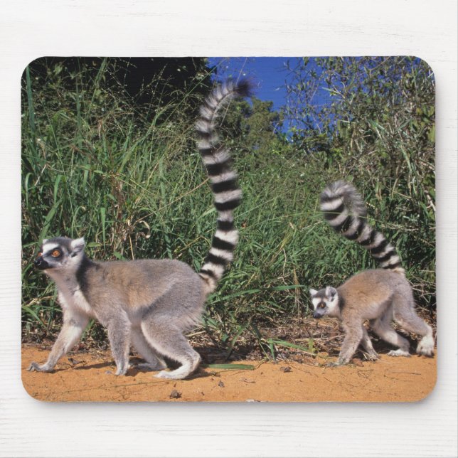 Mousepad Lêmures-de-cauda-anelada (Lemur Catta), Berenty (Frente)