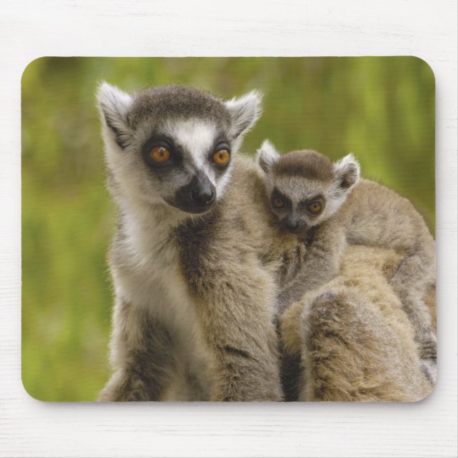 Mousepad Lêmures (Lemur catta) Mãe e bebê. (Frente)