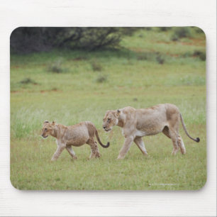 Mousepad leoa de passeio com filhotes, leão, Panthera leo,