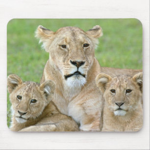 Mousepad Leoa e Dois Filhotes, África Oriental, Tanzânia,