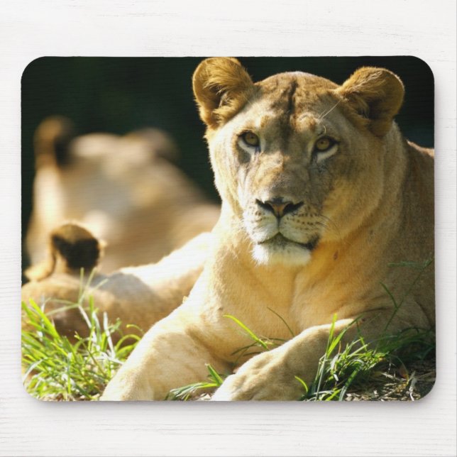 Mousepad Leões (Frente)