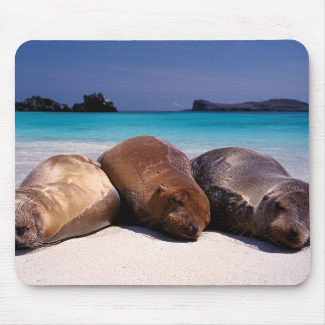 Mousepad Leões de mar que dormem na praia | Equador (Frente)