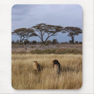 Mousepad Leões em uma África simples