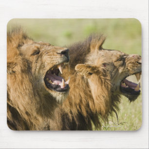 Mousepad Leões masculinos que rujem, maior nacional de