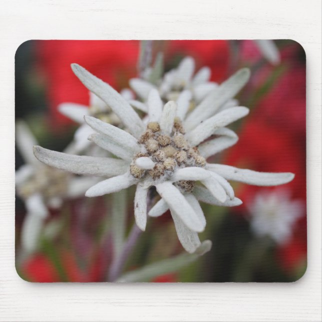 Mousepad Leontopodium alpinum (Frente)