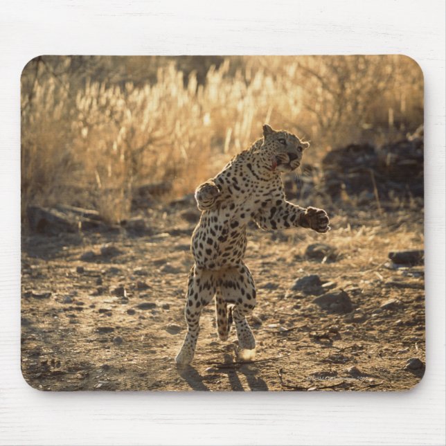Mousepad Leopardo africano sobre pernas traseiras, Namíbia, (Frente)