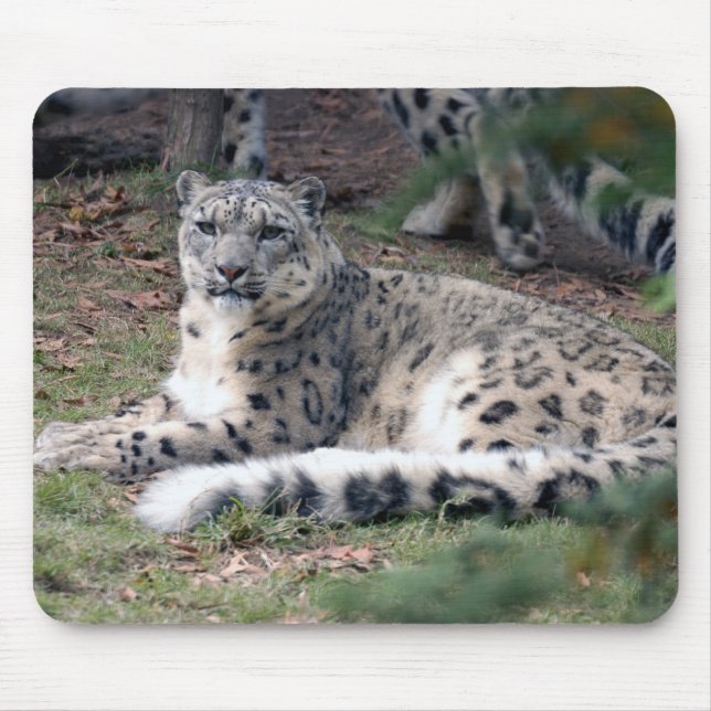 Mousepad leopardo de neve 26 (Frente)