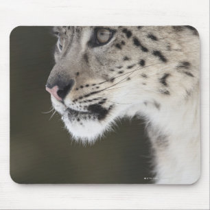 Mousepad Leopardo de neve (uncia de Uncia)