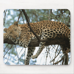 Mousepad Leopardo descendo em árvore