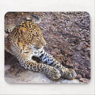 Mousepad Leopardo em repouso