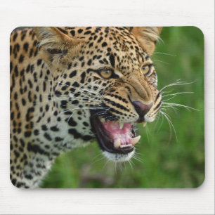Mousepad leopardo, natureza, vida selvagem
