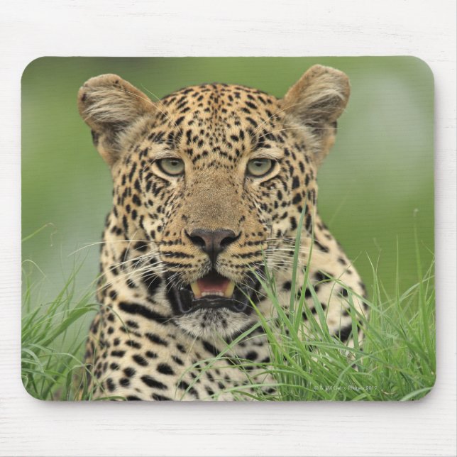 Mousepad Leopardo, Panthera pardus, Jogo Sabi Sabi (Frente)