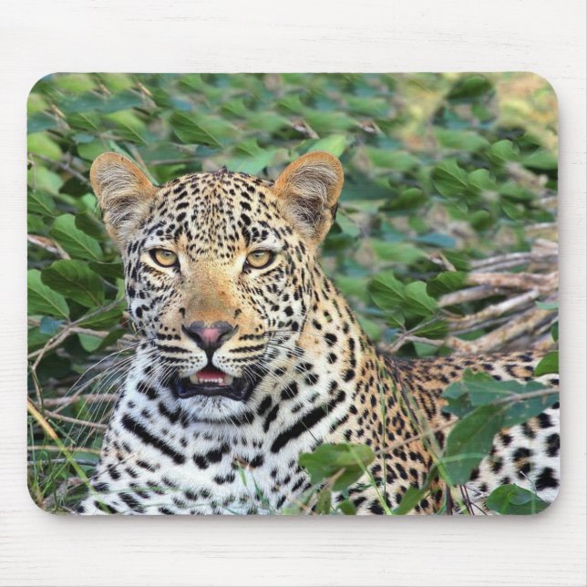 Mousepad Leopardo selvagem em África (Frente)