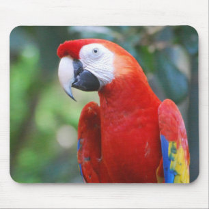 Mousepad Levantando o tapete do rato do papagaio