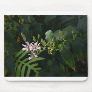 Mousepad Levou A Lily À Luz Da Frente.