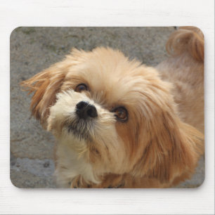 Mousepad Lhasa Apso cão em um jardim
