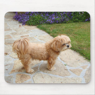 Mousepad Lhasa Apso cão em um jardim