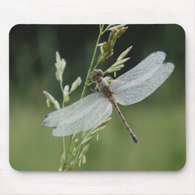 Mousepad Libélula Darner coberta de orvalho (Frente)