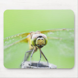 Mousepad Libélula (infuscatum de Sympetrum)
