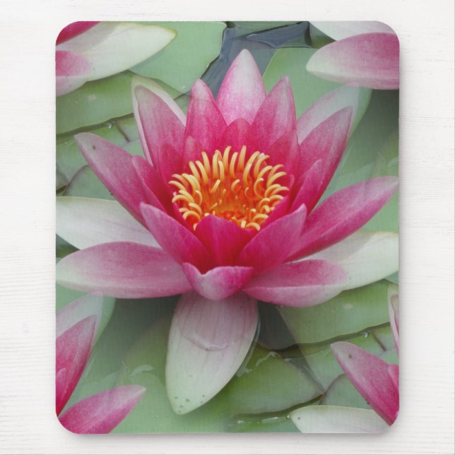 Mousepad Lily de Água do Lotus Rosa (Frente)