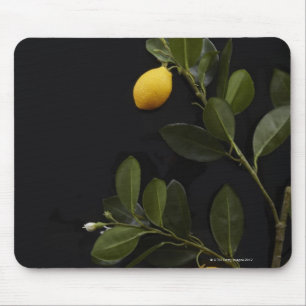 Mousepad Limões ainda em seu ramo