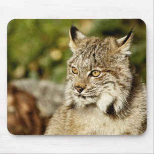 Mousepad Lince canadense