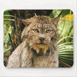Mousepad Lince canadense 4200e