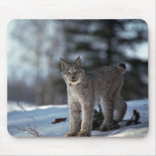 Mousepad Lince de Canadá na neve