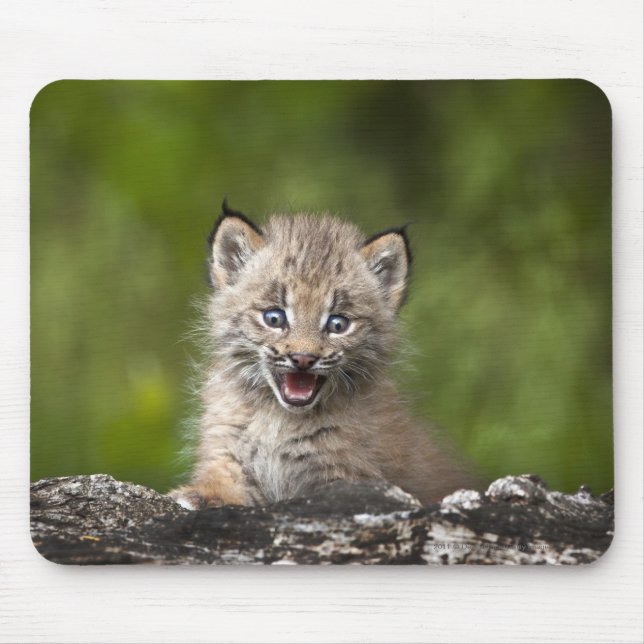 Mousepad Lince do bebê que olha sobre a árvore caída A (Frente)