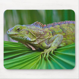 Mousepad Linda Almofada de Rato Camaleão
