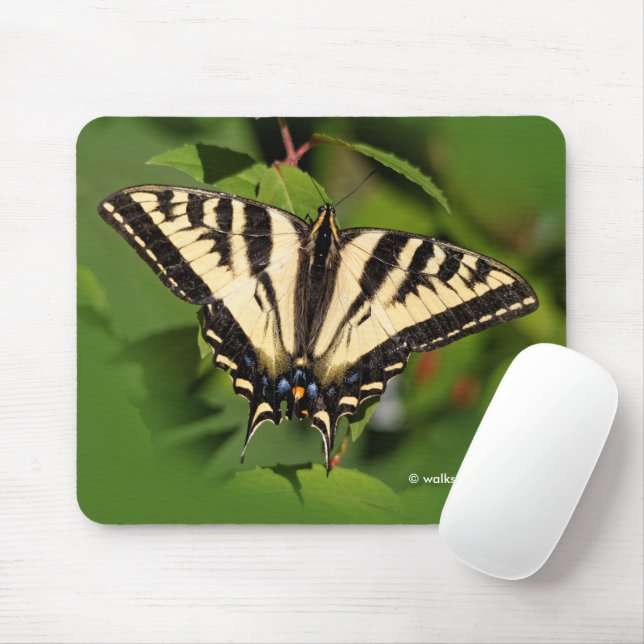 Mousepad Linda borboleta-do-mar-do-oeste (Com mouse)