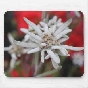 Mousepad Linda Edelweiss Leontopodium nivale