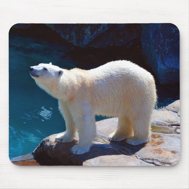 Mousepad Linda proteção do rato de Urso Polar (Frente)