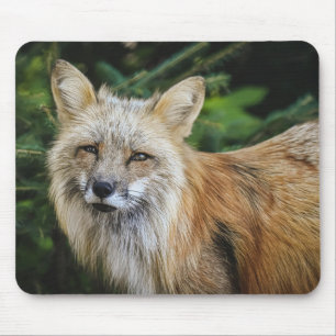 Mousepad Linda Raposa na Natureza