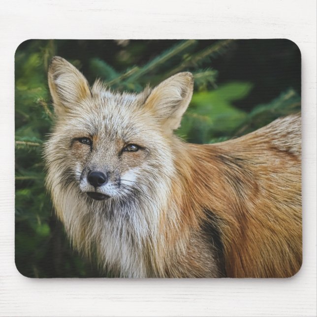 Mousepad Linda Raposa na Natureza (Frente)