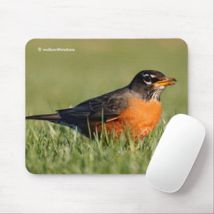 Mousepad Linda Robin Americana na Grama de inverno
