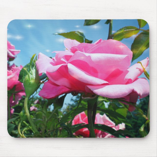 Mousepad Linda rosa rosa rosa no céu azul. Fotografia flora (Frente)