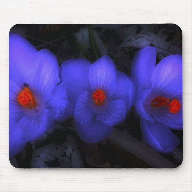 Mousepad Lindos Blooms de Crocus Roxo (Frente)