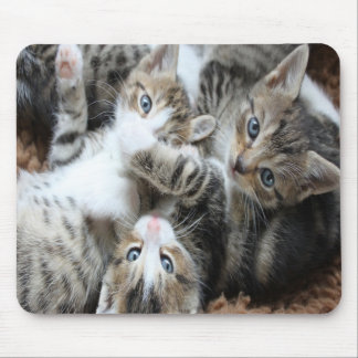 Mousepad Lindos Gatinhos Tricolor Cinza/Adicione a Foto do