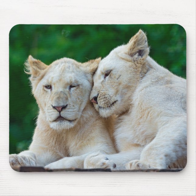 Mousepad Lindos Leões Brancos Cuddddding (Frente)